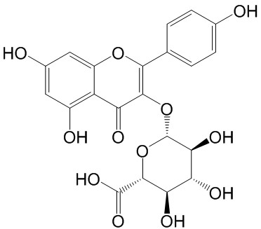 山柰酚-3-O-β-D-葡萄糖醛酸苷