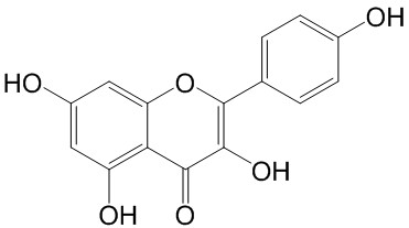 山柰素（山柰酚）（标定）