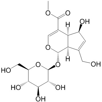 去乙酰车叶草苷酸甲酯