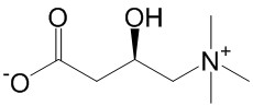 左旋肉碱