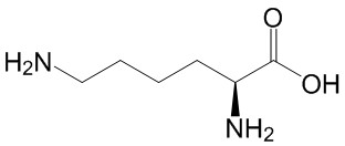 L-赖氨酸