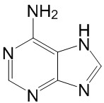 腺嘌呤