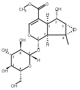 Phlorigidoside C